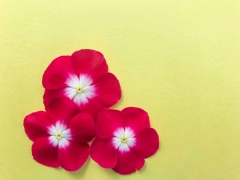 Close-up of red flower against white background