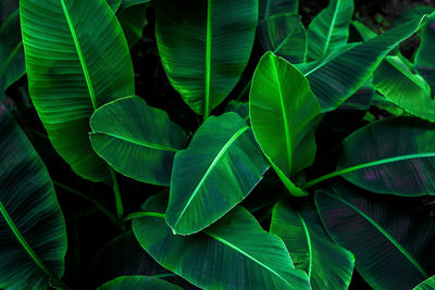 Full frame shot of leaves