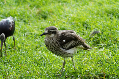 Close-up of a bird on grass