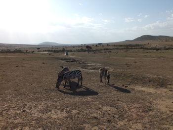Horse standing on desert against sky