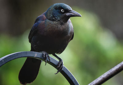 A grackle perches over the deck