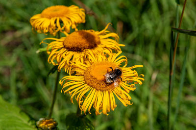 Close-up of bee on yellow flower