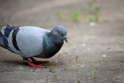 Close-up of pigeon eating on street