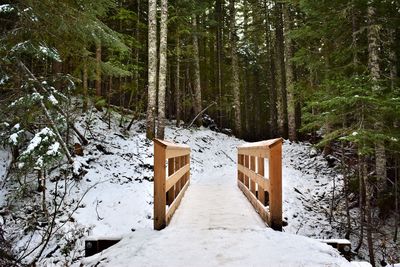 Footbridge amidst trees in forest during winter