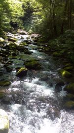 River flowing through forest