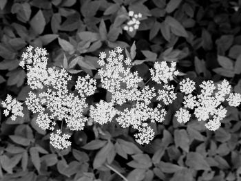 Close-up of cherry blossoms in spring