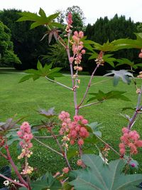 Pink flowers blooming in park