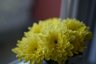 Close-up of yellow dahlia flower
