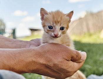 Little skinny scared ginger cute kitten in the hands of a mature man