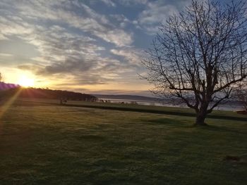 Bare trees on field against sky during sunset