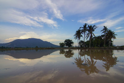 Reflection of palm trees in water