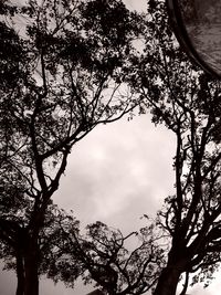 Low angle view of silhouette tree against sky