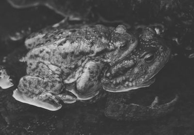 Close-up side view of frog in water