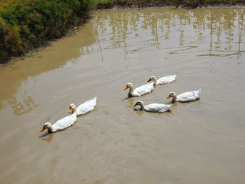 High angle view of swans swimming on lake