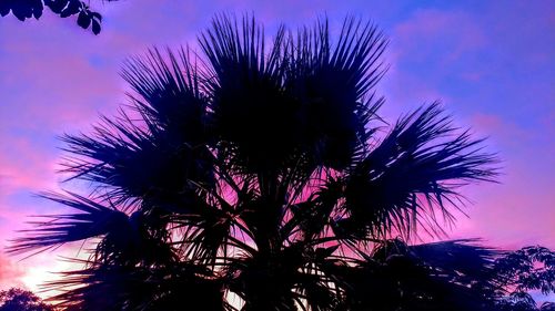 Low angle view of palm tree against sky