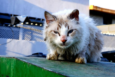 Close-up of a poor cat in town 