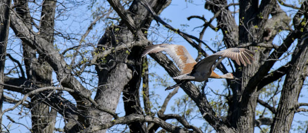 Low angle view of bird perching on tree