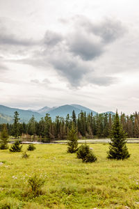 Scenic view of grassy field against sky