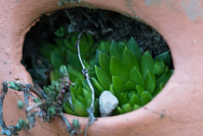 Close-up of potted cactus plant