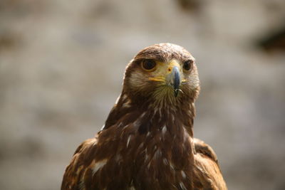 Close-up of kite