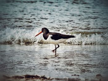 Side view of bird on beach