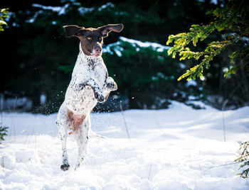 Dog running in snow