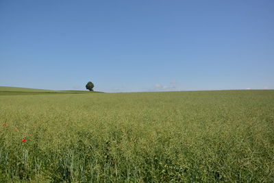 Scenic view of agricultural field against clear sky