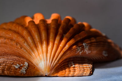 Close-up of orange over white background