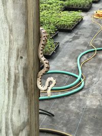 High angle view of a animal representation