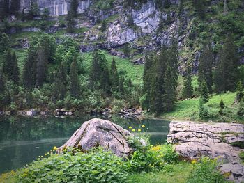 Plants growing on rocks by river in forest