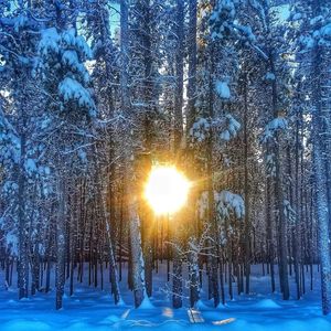 Trees on snow covered field against sky