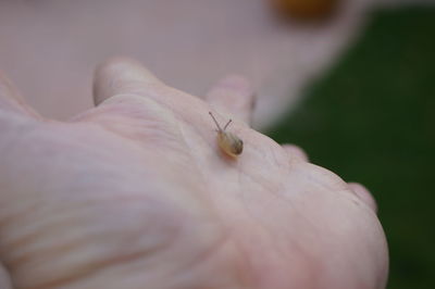 Close-up of snail on hand