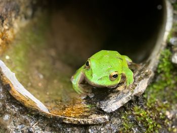 Close-up of frog in pipe