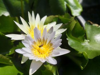 Close-up of white daisy flower