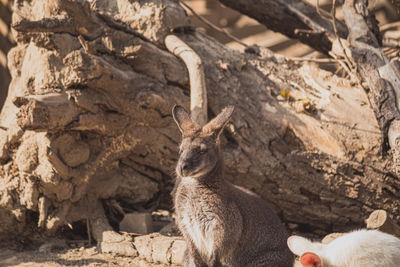 Close-up of deer