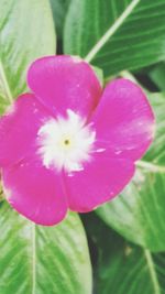 Close-up of pink flower blooming outdoors