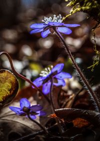 Close-up of flowers against blurred background