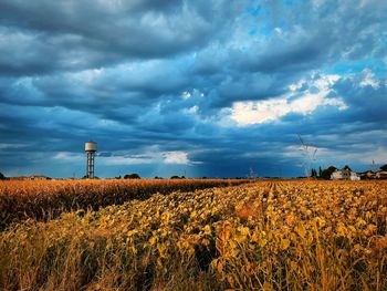 Scenic view of agricultural field against sky