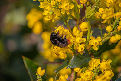 Close-up of bee pollinating on yellow flower