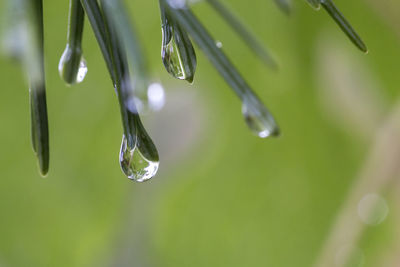 Close-up of water drops on plant