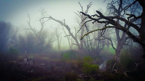 Bare trees in forest