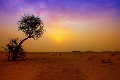 Silhouette tree on desert against sky during sunset