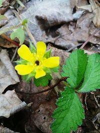 Close-up of yellow flowering plant