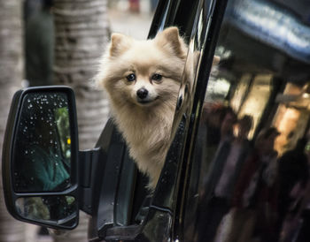 Portrait of dog in car