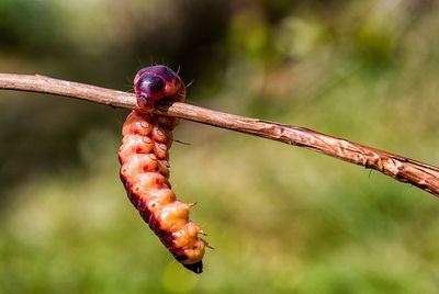 Close-up of caterpillar hanging from plant stick