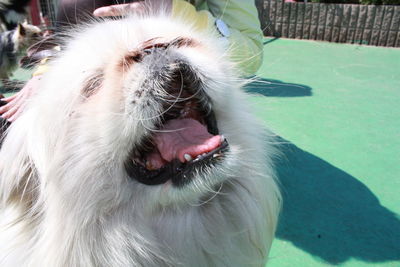 Close-up of cat yawning