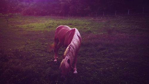Rear view of horse standing on field