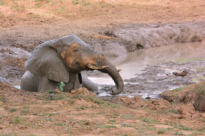 Elephant standing on rock
