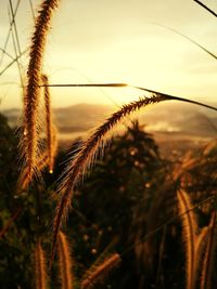 Close-up of stalks in field against sunset sky