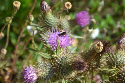 Close-up of purple flowers